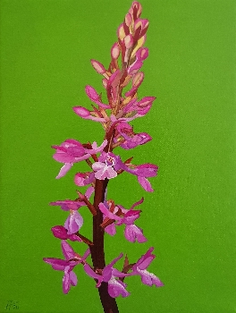 Orchis Langei